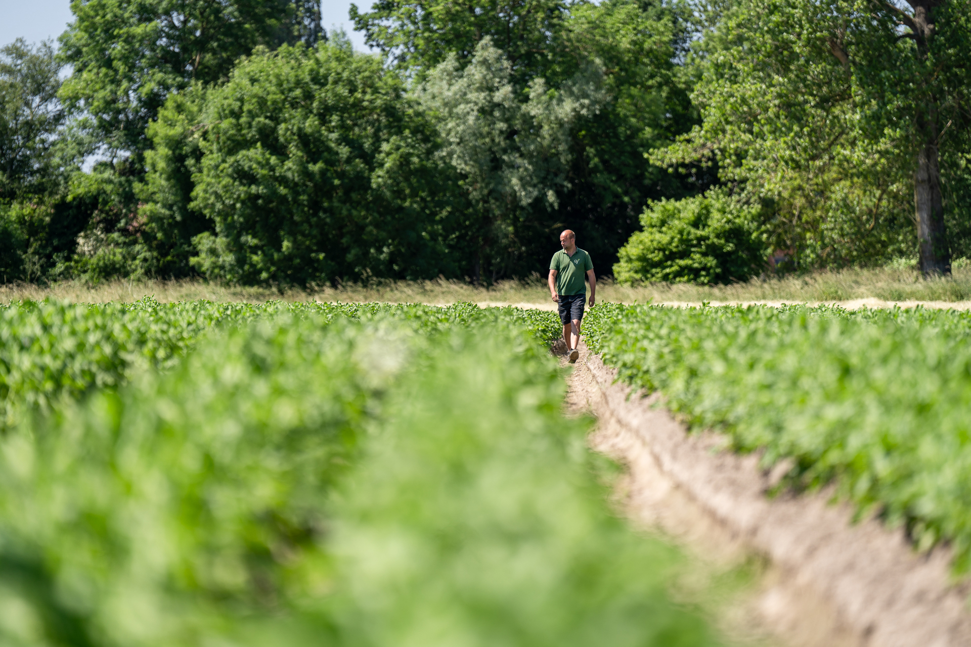 Medewerkers van Gebroeders Vercammen wandelt tussen velden.